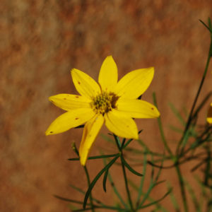 Coreopsis verticillata 'Zagreb'-0
