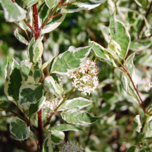 Cornus alba 'Sibirica Variegata'-0