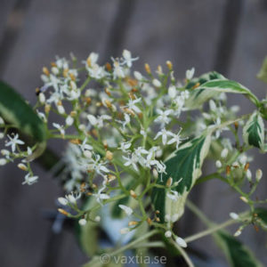 Cornus controversa 'Variegata'-0
