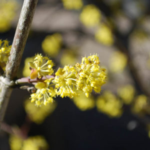 Cornus mas-0