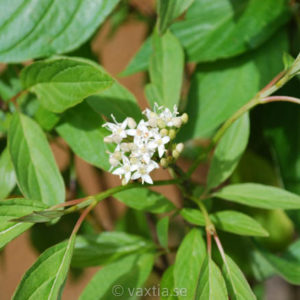 Cornus sericea 'Firedance'-0