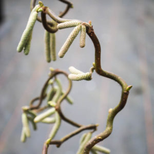 Corylus avellana 'Contorta'-0
