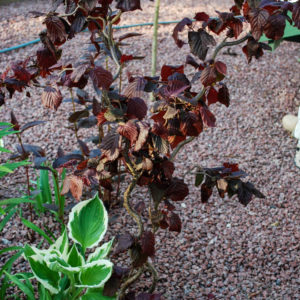 Corylus avellana 'Red Majestic'-0