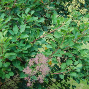 Cotinus coggygria-0