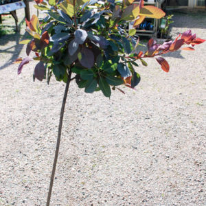 Cotinus coggygria 'Grace'-0