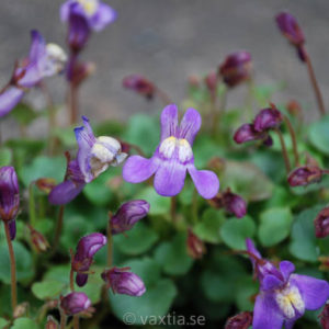 Cymbalaria pallida-0