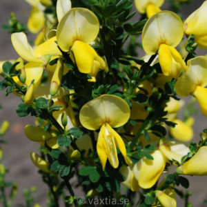 Cytisus scoparius 'Luna'-0