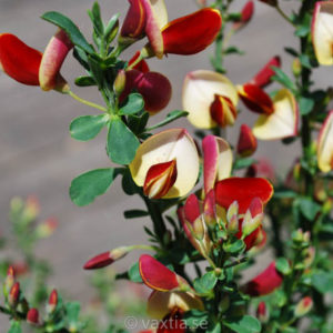 Cytisus scoparius 'Palette'-0