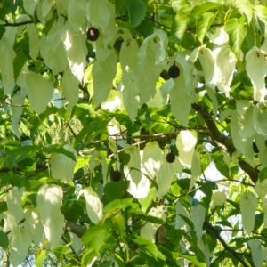 Davidia involucrata-0