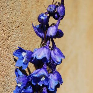 Delphinium elatum 'Blue Bird'-0