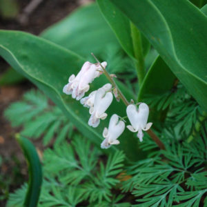 Dicentra canadensis-0