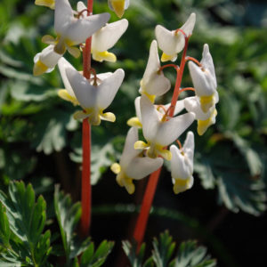 Dicentra cucullaria-0