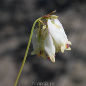 Dicentra formosa 'Aurora'-0