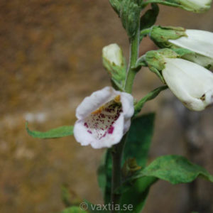 Digitalis purpurea 'Pam's Choice'-0