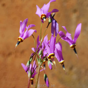 Dodecatheon 'Aphrodite'-0