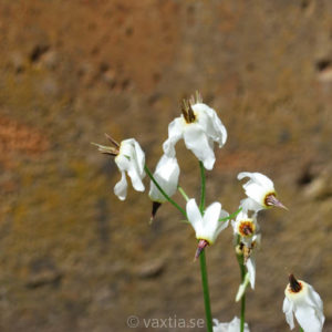 Dodecatheon dentatum-0
