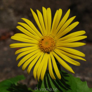 Doronicum orientale 'Leonardo'-0