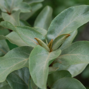 Elaeagnus commutata-0