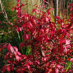 Euonymus alatus-0