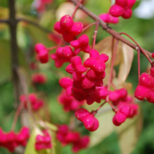 Euonymus oxyphyllus-0