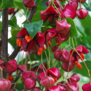 Euonymus planipes-0
