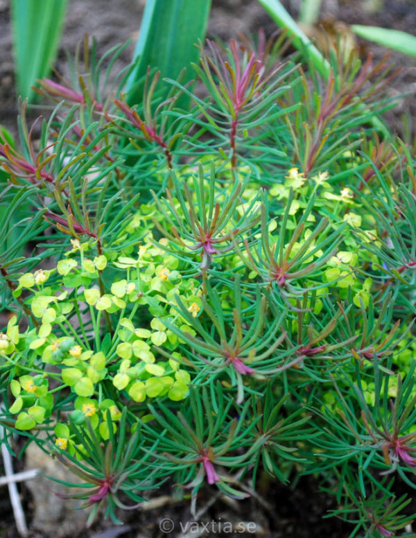Euphorbia cyparissias 'Fens Ruby' (syn 'Clarice Howard')-0