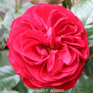 'Europeana' (Floribunda)-0
