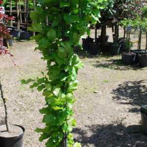 Fagus sylvatica 'Dawyck Gold'-0