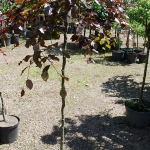 Fagus sylvatica 'Purpurea Pendula'-0