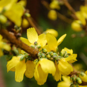 Forsythia 'Goldrausch'-0