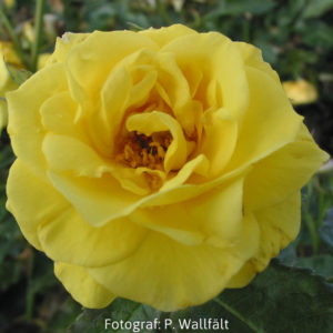 'Friesia' (Floribunda)-0
