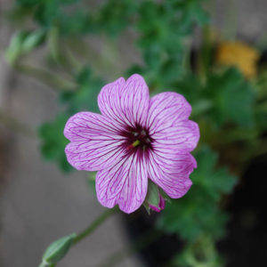 Geranium cinereum 'Ballerina'-0