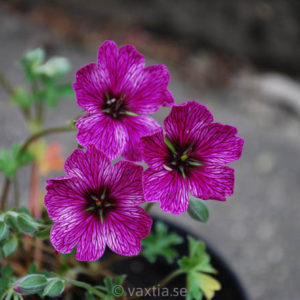 Geranium cinereum 'Purple Pillow'-0