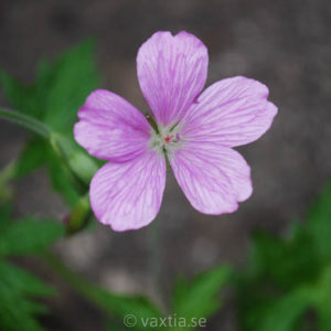 Geranium endressii-0