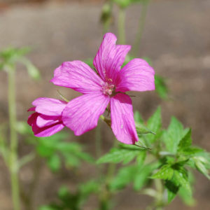 Geranium endressii 'Rosenlicht'-0