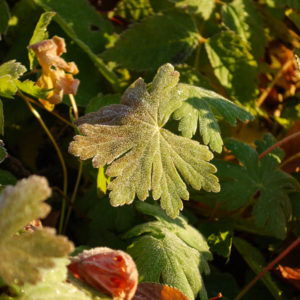 Geranium macrorrhizum 'Spessart'-0