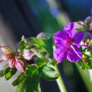 Geranium macrorrhizum 'Ingwersens Variety'-0