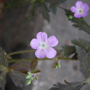 Geranium maculatum 'Espresso'-0