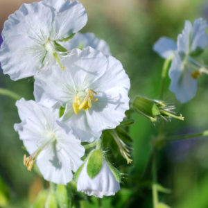 Geranium phaeum 'Album'-0