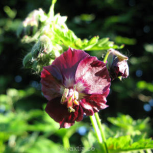 Geranium phaeum 'Samobor'-0