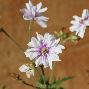 Geranium pratense 'Double Jewel'-0