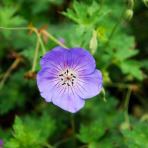 Geranium ROZANNE 'Gerwat'-0