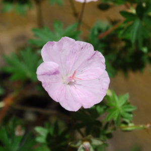 Geranium sanguineum 'Apfelblüte'-0
