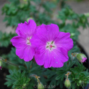 Geranium sanguineum 'Max Frei'-0