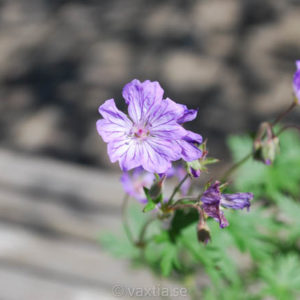 Geranium tuberosum-0