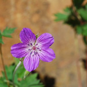 Geranium wlassovianum-0