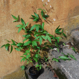 Gillenia trifoliata -0