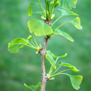 Ginkgo biloba-0
