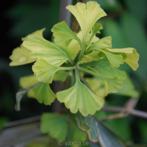 Ginkgo biloba 'Yellow Mellow'-0