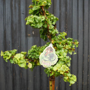 Ginkgo biloba 'Troll'-0